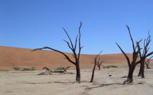 Dead Vlei