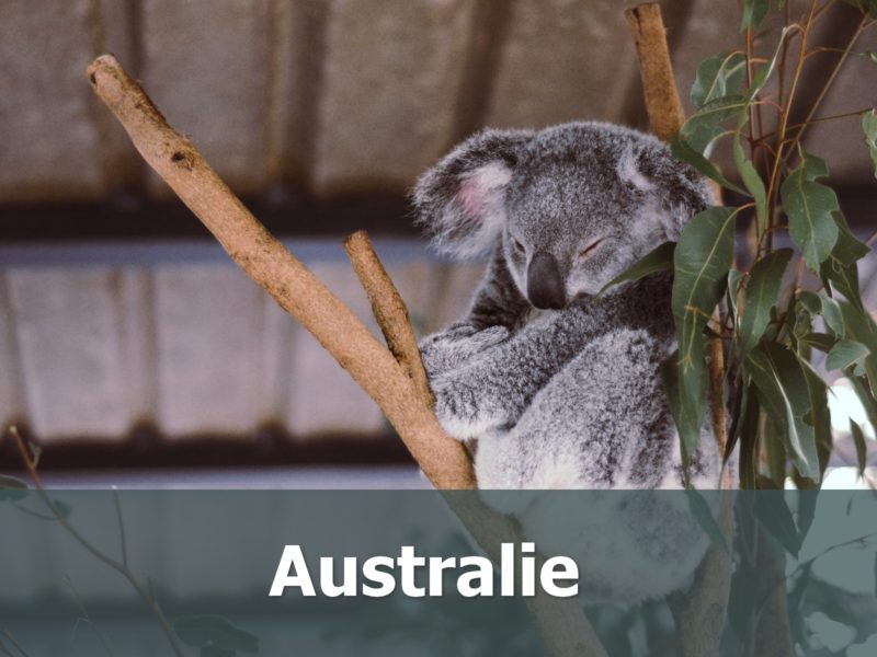 Voyage en Australie sur-mesure Koala