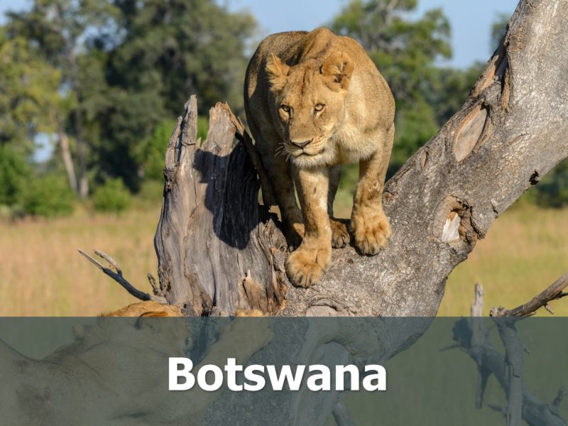 Voyage au Botswana sur-mesure lion