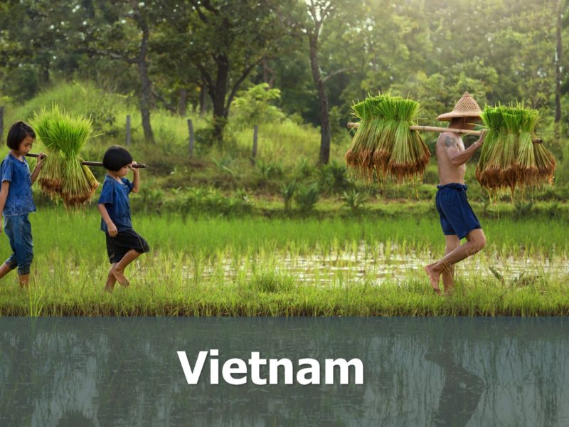 Voyage au Vietnam sur-mesure rizières