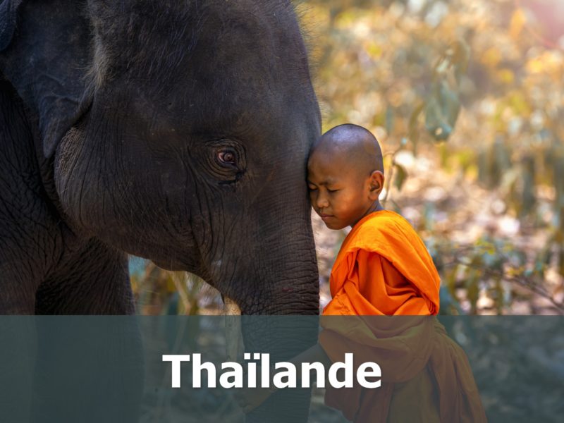 Voyage en Thaïlande sur-mesure éléphant