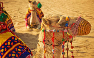 Chameau du desert de Dubaï
