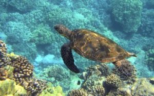 Tortue à Hawaii