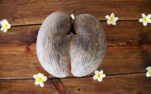 CocoFesse sur les iles de Seychelles