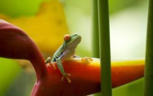 Grenouille du Costa Rica