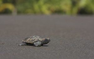 Tortue du Costa Rica