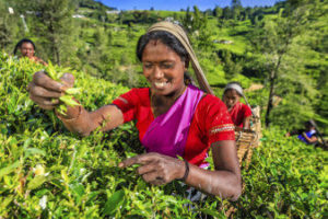 Cueilleuse de thé au Sri Lanla