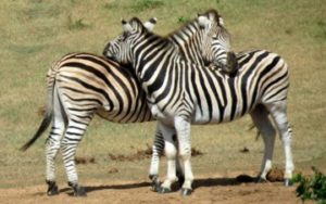 Zèbre - Safari Afrique du Sud