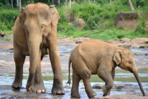 Éléphants du Sri Lanka