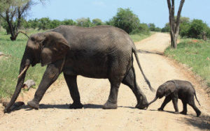 Famille d'éléphants au Kenya