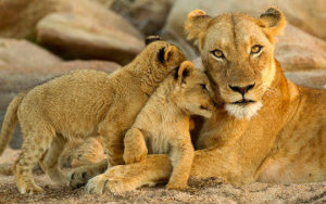 Lion en Afrique - Parc Kruger