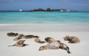 Phoque sur la plage des Ile Galapagos