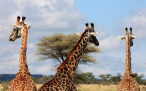Girafes en tanzanie
