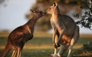 Famille de Kangourous en Australie