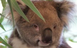 Koala