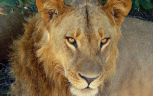Lion au Parc Chobe