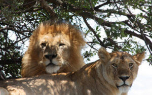Lions en tazanie