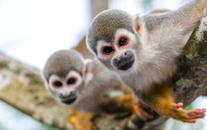 Singes en amazonie au Pérou