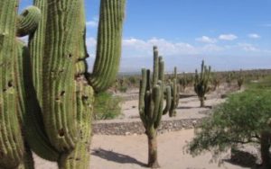 Desert en Argentine