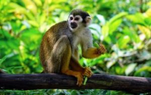 Singe du Costa Rica