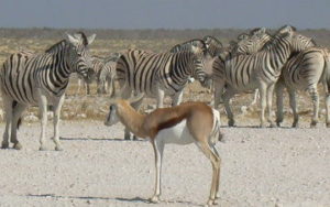 Voyage en Namibie - Zèbre