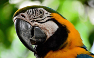 Perroquet en Amazonie au Brésil