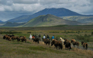 Randonné à cheval en Islande