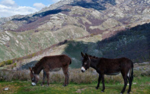 Âne de Randonnée en Corse