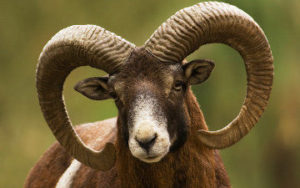 Mouflon en Corse