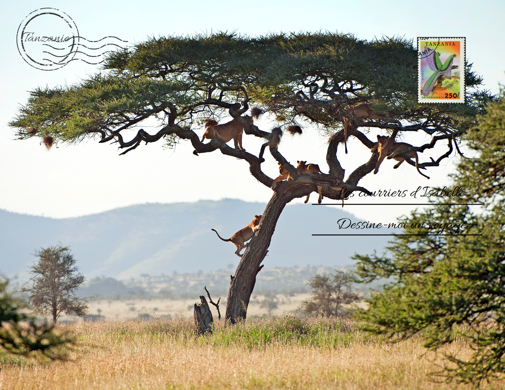 Carte postale acacia africain avec des singes au milieu de la savane